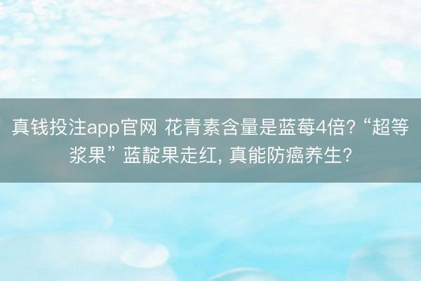 真钱投注app官网 花青素含量是蓝莓4倍? “超等浆果” 蓝靛果走红， 真能防癌养生?