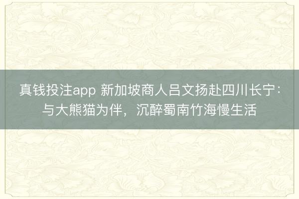 真钱投注app 新加坡商人吕文扬赴四川长宁：与大熊猫为伴，沉醉蜀南竹海慢生活